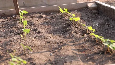 Two Rows Of Young Plants In Garden Video stock 147545102