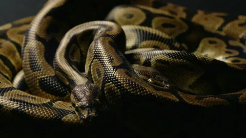 Two royal ball pythons in shadow Vidéo 88674391