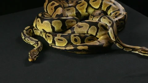 Two royal pythons in knot Stock Footage 88671472