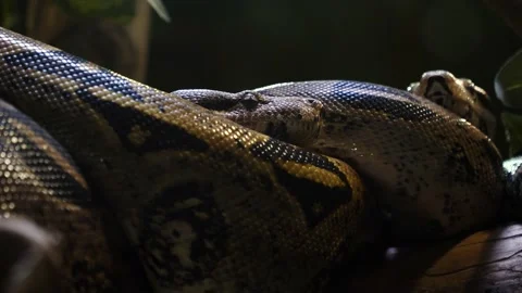 Two Royal Pythons, or Ball Pythons (Python regius) stock footage Stock Footage 200406743