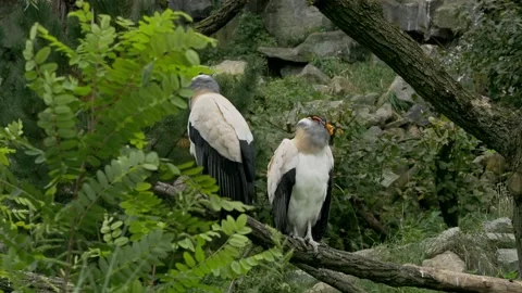 Two royal vultures sit on a tree branch and look around Video stock 163365618