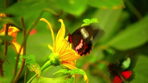 Two Ruby Spotted Butterflies playing 動画素材 1008890