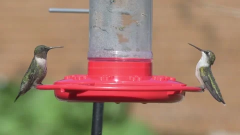 Two ruby throated hummingbirds share a feeder Stock Footage 283692418