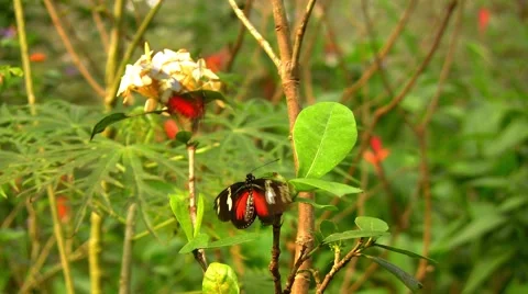 Two rubys playing on a flower in the jungle Stock Footage 1043090
