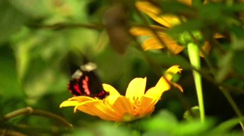 Two Rubys playing on a flower in the jungle Stock Footage 1043292