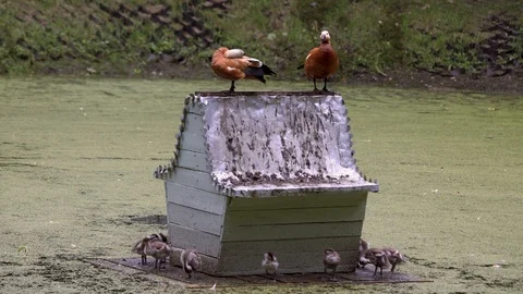 Two ruddy shelduck sitting on the house and ducklings. Tadorna ferruginea. Stock Footage 121323964