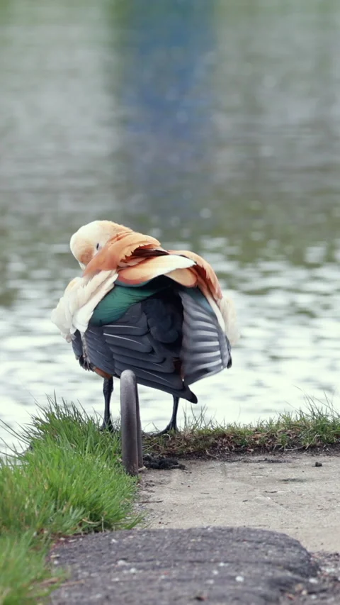 Two Ruddy Shelducks Stand By The Edge Of A Lake, Both Actively Preening Their Co Stock Footage 322981131