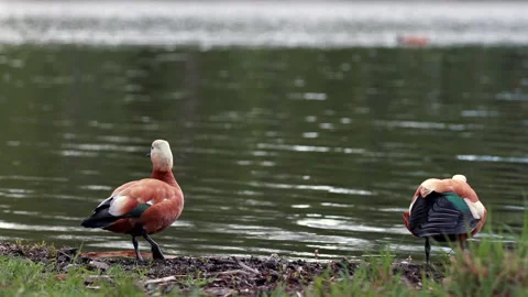 Two Ruddy Shelducks Stand By The Edge Of A Lake, One Preening. Other Shelducks C 스톡 동영상 328647233