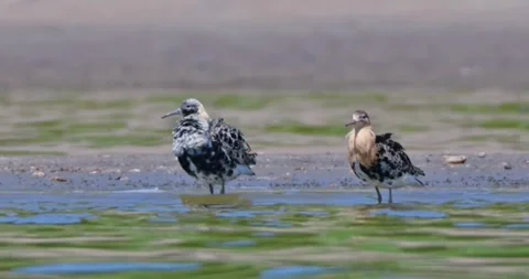Two ruff birds standing in shallow water on a sandy shore Stock Footage 335050136