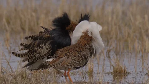 Two ruff males with black and white feathers Stock Footage 299609631