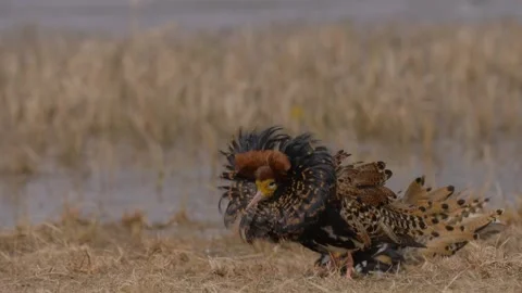 Two ruffs walk on the shore of the river(Calidris pugnax) Stock Footage 301682957