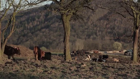 Two running calves Stock Footage 85384025