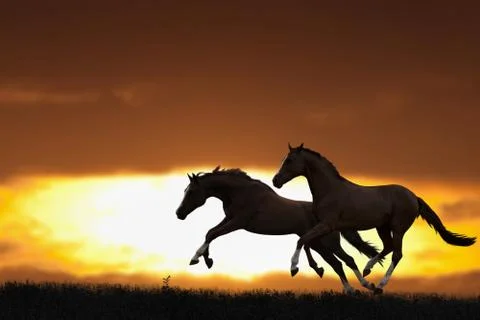 Two running horses Фото