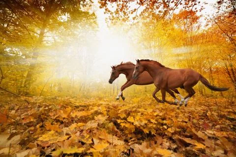 Two running horses Фото