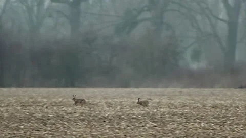 Two Running Rabbits on a field - Real SlowMotion  3840x2160-Apple ProRes 422 動画素材 201631373