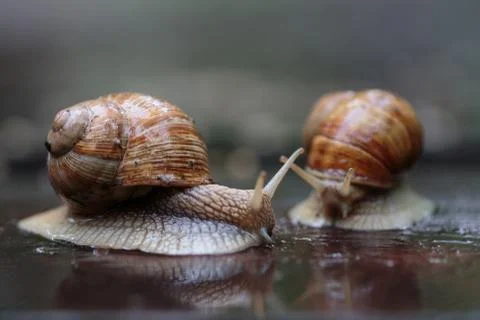 Two running snails - look like they were chasing Stock Photos