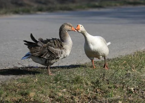 Two rural gooses Stock Photos