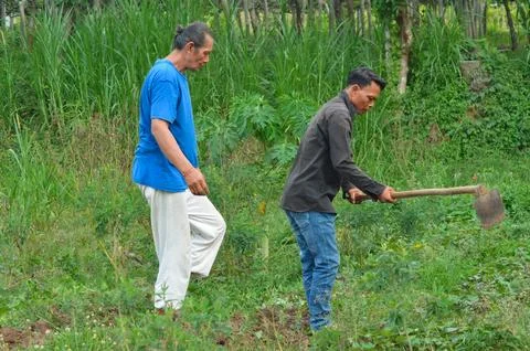 Two Rural Men Continuing Strenuous Work Tilling Soil and Harvesting Tubers Stock Photos
