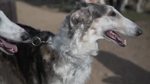 Two russian borzoi slow motion portrait Video stock 144383980
