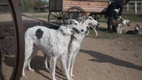 Two russian borzoi slow motion Video stock 144384340