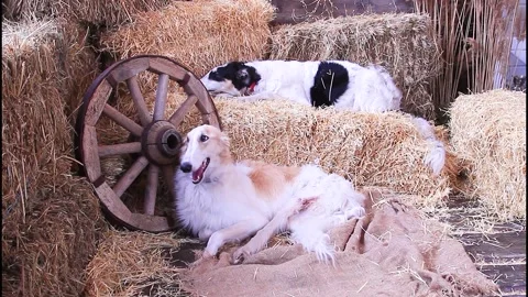 Two Russian greyhounds lie on bales of straw against a backdrop of a cart wheel Stock Footage 338009989
