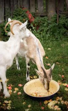 Two rustic goat Stock Photos