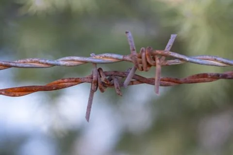 Two rusty barbed wire are twisted together 스톡 사진