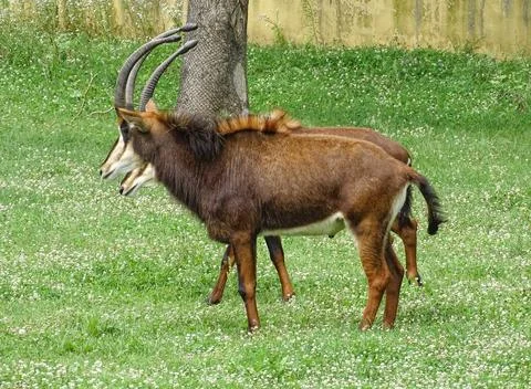 Two sable antelopes (Hippotragus niger) in the grass Foto stock