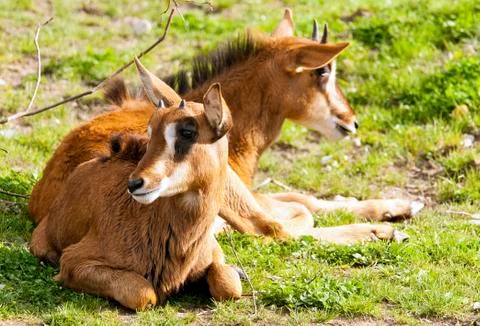 Two sable antelopes Stock Photos