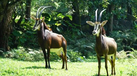 Two sable antelopes posing against a green forest background Stock Photos