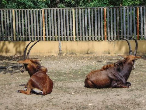 Two Sable antelopes standing on ground Fotos de archivo