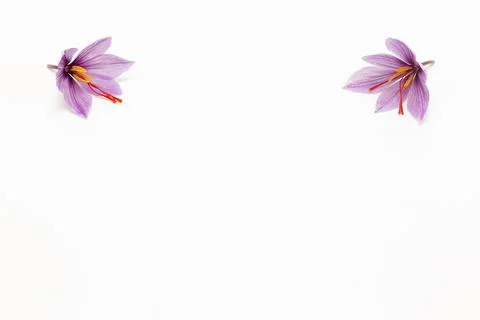Two saffron crocuses blooming on both sides of a white background. Place for Stock Photos