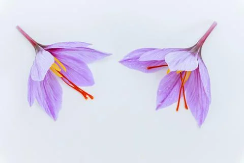 Two saffron crocuses close up on both sides of a white background. Place for  Stock Photos