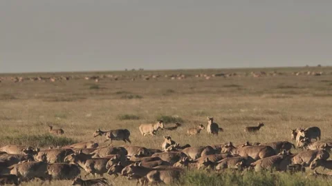 Two saiga herd migrate in steppe Video stock 269127418