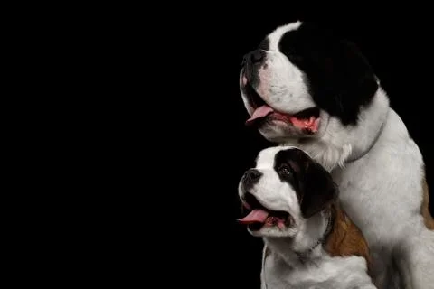 Two Saint Bernard Dog, Puppy and her Mom on Isolated Black Background Stock Photos