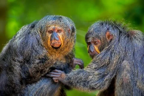 Two Saki Monkeys Stock Photos