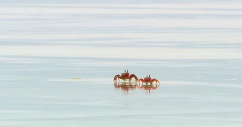 Two sally lightfoot crabs crawling on wet beach sand, Santa Cruz, Galapagos. Stock Footage 281332117
