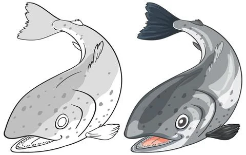 Two Salmon Fish Vector Illustrations in Outline and Color Styles Stock Illustration
