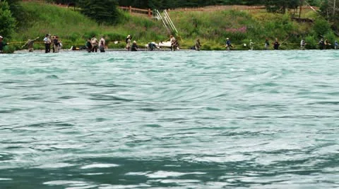 Two Salmon Jumping Kenai River Combat Fishing Stock Footage 11518937