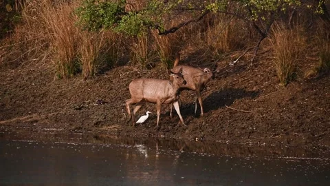 Two sambar deer acting funny in Tadoba national park Stock Footage 307297031