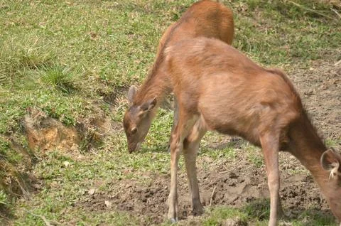 Two SAMBAR DEER Stock Photos
