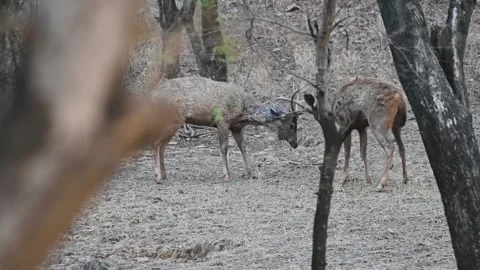 Two sambar deer sparring right in the middle of Ranthambore national Park Vídeos de archivo 334555170