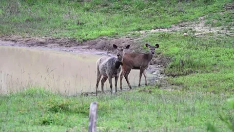 Two sambar deer standing idly at the bank in Bandipur national park Stock Footage 279069674