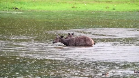 Two Sambar deers in the river in the rain at Bandipur national park Stock Footage 279071745