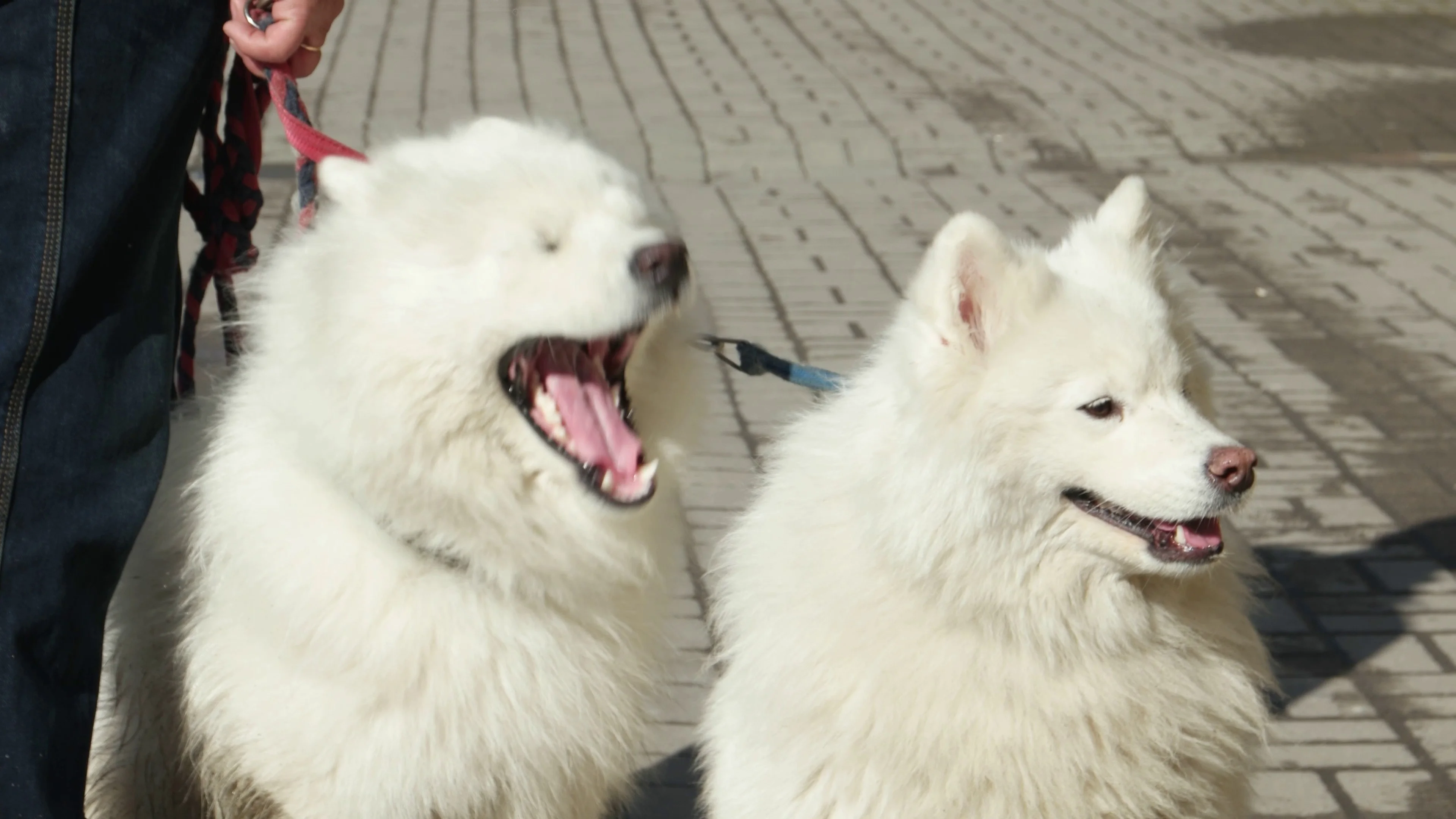 two rivers samoyeds