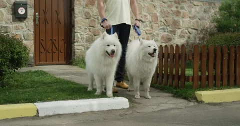 Two Samoyeds stand on a leash by the road and bark. Stock Footage 127072794