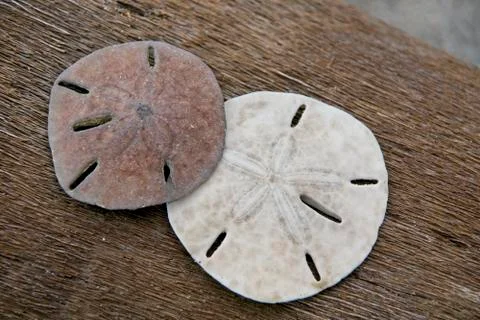 Two sand dollar shells (Clypeasteroida) Stockfoto's