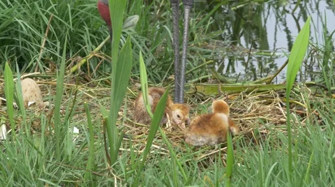 Two Sand HIll Crane Babies Stumbling in Nest While Parents Supervise, 4K Stock Footage 65446905