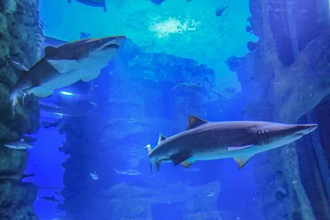Two sand sharks Stock Photos