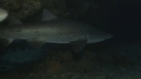 Two Sand tiger sharks, underwater shot Video stock 83731465